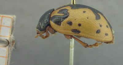 BE-RBINS-ENT Calligrapha_421 Calligrapha rowena Lateral.jpg BE-RBINS-ENT Calligrapha_421 Calligrapha rowena Lateral.jpg