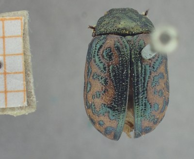 BE-RBINS-ENT Calligrapha_423 Calligrapha (Calligrapha) scalaris Dorsal.jpg BE-RBINS-ENT Calligrapha_423 Calligrapha (Calligrapha) scalaris Dorsal.jpg
