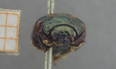 BE-RBINS-ENT Calligrapha_423 Calligrapha (Calligrapha) scalaris Frontal.jpg BE-RBINS-ENT Calligrapha_423 Calligrapha (Calligrapha) scalaris Frontal.jpg