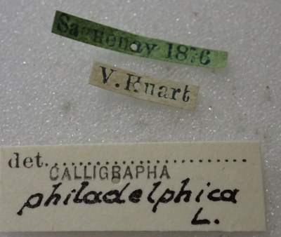 BE-RBINS-ENT Calligrapha_423 Calligrapha (Calligrapha) scalaris Label.jpg BE-RBINS-ENT Calligrapha_423 Calligrapha (Calligrapha) scalaris Label.jpg