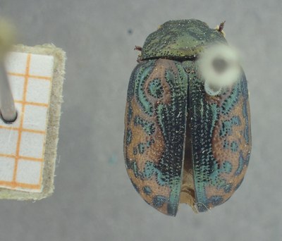 BE-RBINS-ENT Calligrapha_425 Calligrapha (Calligrapha) scalaris Dorsal.jpg BE-RBINS-ENT Calligrapha_425 Calligrapha (Calligrapha) scalaris Dorsal.jpg