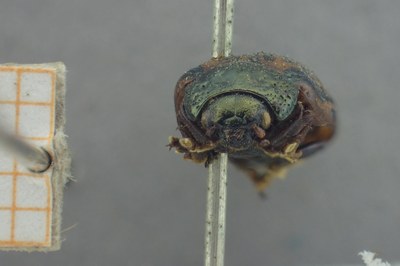 BE-RBINS-ENT Calligrapha_425 Calligrapha (Calligrapha) scalaris Frontal.jpg BE-RBINS-ENT Calligrapha_425 Calligrapha (Calligrapha) scalaris Frontal.jpg