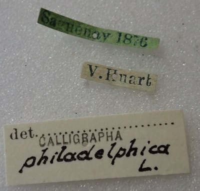 BE-RBINS-ENT Calligrapha_425 Calligrapha (Calligrapha) scalaris Label.jpg BE-RBINS-ENT Calligrapha_425 Calligrapha (Calligrapha) scalaris Label.jpg