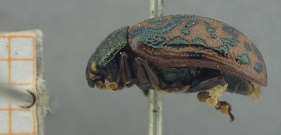 BE-RBINS-ENT Calligrapha_425 Calligrapha (Calligrapha) scalaris Lateral.jpg BE-RBINS-ENT Calligrapha_425 Calligrapha (Calligrapha) scalaris Lateral.jpg