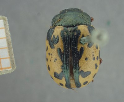 BE-RBINS-ENT Calligrapha_426 Calligrapha (Calligrapha) scalaris Dorsal.jpg BE-RBINS-ENT Calligrapha_426 Calligrapha (Calligrapha) scalaris Dorsal.jpg