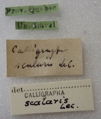 BE-RBINS-ENT Calligrapha_426 Calligrapha (Calligrapha) scalaris Label.jpg BE-RBINS-ENT Calligrapha_426 Calligrapha (Calligrapha) scalaris Label.jpg