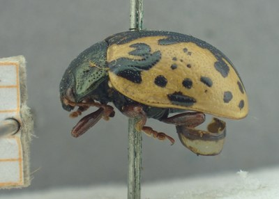 BE-RBINS-ENT Calligrapha_426 Calligrapha (Calligrapha) scalaris Lateral.jpg BE-RBINS-ENT Calligrapha_426 Calligrapha (Calligrapha) scalaris Lateral.jpg