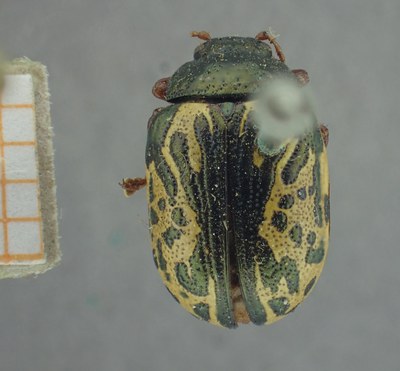 BE-RBINS-ENT Calligrapha_428 Calligrapha (Calligrapha) scalaris Dorsal.jpg BE-RBINS-ENT Calligrapha_428 Calligrapha (Calligrapha) scalaris Dorsal.jpg