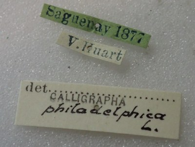 BE-RBINS-ENT Calligrapha_428 Calligrapha (Calligrapha) scalaris Label.jpg BE-RBINS-ENT Calligrapha_428 Calligrapha (Calligrapha) scalaris Label.jpg