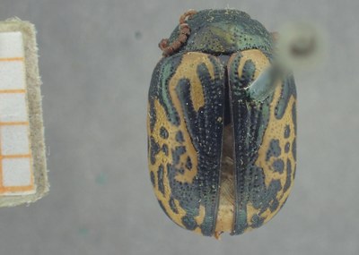 BE-RBINS-ENT Calligrapha_429 Calligrapha (Calligrapha) scalaris Dorsal.jpg BE-RBINS-ENT Calligrapha_429 Calligrapha (Calligrapha) scalaris Dorsal.jpg