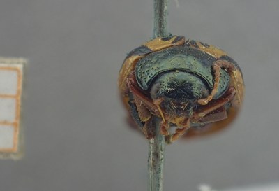 BE-RBINS-ENT Calligrapha_429 Calligrapha (Calligrapha) scalaris Frontal.jpg BE-RBINS-ENT Calligrapha_429 Calligrapha (Calligrapha) scalaris Frontal.jpg