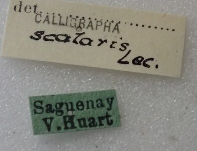 BE-RBINS-ENT Calligrapha_429 Calligrapha (Calligrapha) scalaris Label.jpg BE-RBINS-ENT Calligrapha_429 Calligrapha (Calligrapha) scalaris Label.jpg