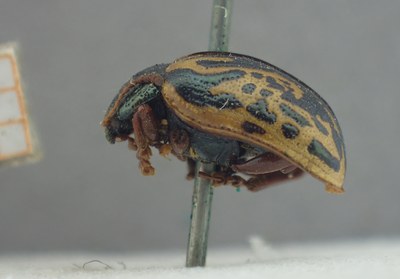 BE-RBINS-ENT Calligrapha_429 Calligrapha (Calligrapha) scalaris Lateral.jpg BE-RBINS-ENT Calligrapha_429 Calligrapha (Calligrapha) scalaris Lateral.jpg