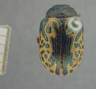 BE-RBINS-ENT Calligrapha_430 Calligrapha (Calligrapha) scalaris Dorsal.jpg BE-RBINS-ENT Calligrapha_430 Calligrapha (Calligrapha) scalaris Dorsal.jpg