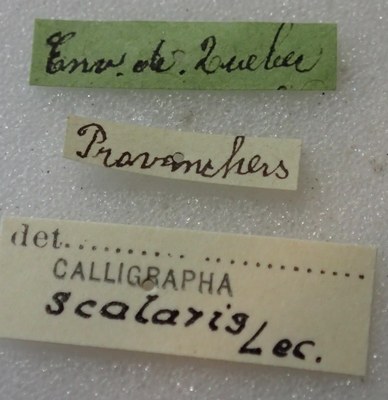 BE-RBINS-ENT Calligrapha_430 Calligrapha (Calligrapha) scalaris Label.jpg BE-RBINS-ENT Calligrapha_430 Calligrapha (Calligrapha) scalaris Label.jpg