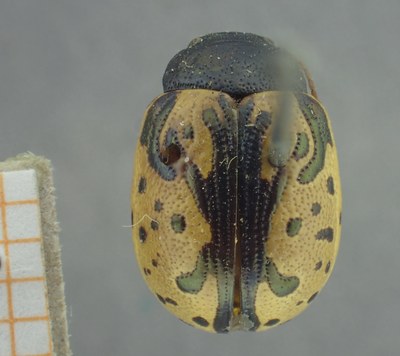 BE-RBINS-ENT Calligrapha_431 Calligrapha (Calligrapha) scalaris Dorsal.jpg BE-RBINS-ENT Calligrapha_431 Calligrapha (Calligrapha) scalaris Dorsal.jpg