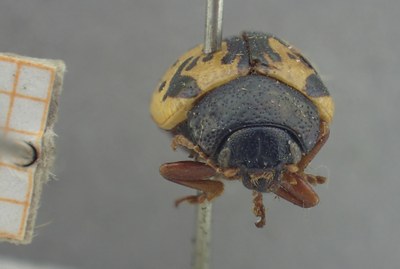 BE-RBINS-ENT Calligrapha_431 Calligrapha (Calligrapha) scalaris Frontal.jpg BE-RBINS-ENT Calligrapha_431 Calligrapha (Calligrapha) scalaris Frontal.jpg