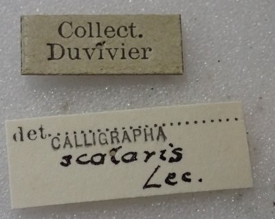 BE-RBINS-ENT Calligrapha_431 Calligrapha (Calligrapha) scalaris Label.jpg BE-RBINS-ENT Calligrapha_431 Calligrapha (Calligrapha) scalaris Label.jpg