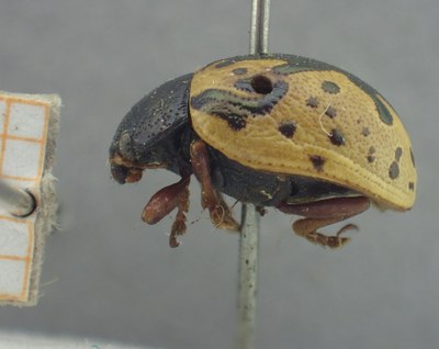 BE-RBINS-ENT Calligrapha_431 Calligrapha (Calligrapha) scalaris Lateral.jpg BE-RBINS-ENT Calligrapha_431 Calligrapha (Calligrapha) scalaris Lateral.jpg