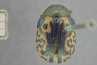 BE-RBINS-ENT Calligrapha_433 Calligrapha (Calligrapha) scalaris Dorsal.jpg BE-RBINS-ENT Calligrapha_433 Calligrapha (Calligrapha) scalaris Dorsal.jpg