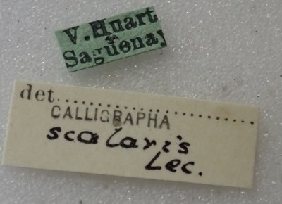 BE-RBINS-ENT Calligrapha_433 Calligrapha (Calligrapha) scalaris Label.jpg BE-RBINS-ENT Calligrapha_433 Calligrapha (Calligrapha) scalaris Label.jpg