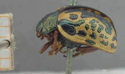 BE-RBINS-ENT Calligrapha_433 Calligrapha (Calligrapha) scalaris Lateral.jpg BE-RBINS-ENT Calligrapha_433 Calligrapha (Calligrapha) scalaris Lateral.jpg