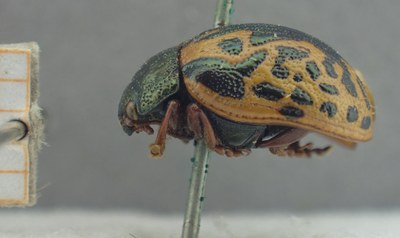 BE-RBINS-ENT Calligrapha_434 Calligrapha (Calligrapha) scalaris Lateral.jpg BE-RBINS-ENT Calligrapha_434 Calligrapha (Calligrapha) scalaris Lateral.jpg