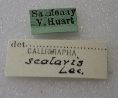BE-RBINS-ENT Calligrapha_434 Calligrapha (Calligrapha) scalaris Label.jpg BE-RBINS-ENT Calligrapha_434 Calligrapha (Calligrapha) scalaris Label.jpg