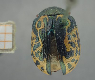 BE-RBINS-ENT Calligrapha_435 Calligrapha (Calligrapha) scalaris Dorsal.jpg BE-RBINS-ENT Calligrapha_435 Calligrapha (Calligrapha) scalaris Dorsal.jpg