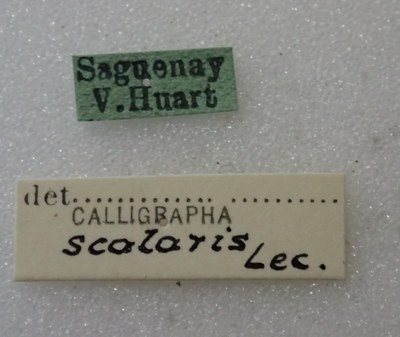 BE-RBINS-ENT Calligrapha_435 Calligrapha (Calligrapha) scalaris Label.jpg BE-RBINS-ENT Calligrapha_435 Calligrapha (Calligrapha) scalaris Label.jpg