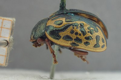 BE-RBINS-ENT Calligrapha_435 Calligrapha (Calligrapha) scalaris Lateral.jpg BE-RBINS-ENT Calligrapha_435 Calligrapha (Calligrapha) scalaris Lateral.jpg