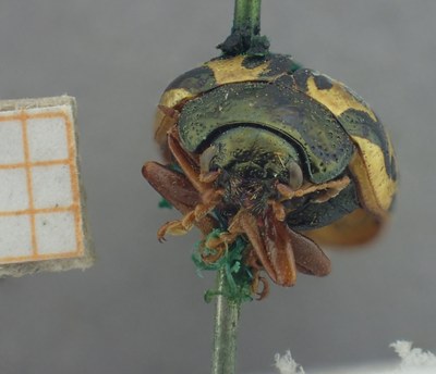 BE-RBINS-ENT Calligrapha_436 Calligrapha (Calligrapha) scalaris Frontal.jpg BE-RBINS-ENT Calligrapha_436 Calligrapha (Calligrapha) scalaris Frontal.jpg