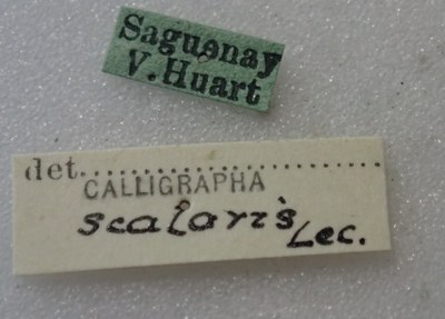 BE-RBINS-ENT Calligrapha_436 Calligrapha (Calligrapha) scalaris Label.jpg BE-RBINS-ENT Calligrapha_436 Calligrapha (Calligrapha) scalaris Label.jpg
