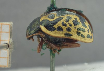 BE-RBINS-ENT Calligrapha_436 Calligrapha (Calligrapha) scalaris Lateral.jpg BE-RBINS-ENT Calligrapha_436 Calligrapha (Calligrapha) scalaris Lateral.jpg
