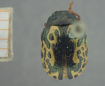 BE-RBINS-ENT Calligrapha_437 Calligrapha (Calligrapha) scalaris Dorsal.jpg BE-RBINS-ENT Calligrapha_437 Calligrapha (Calligrapha) scalaris Dorsal.jpg