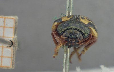 BE-RBINS-ENT Calligrapha_437 Calligrapha (Calligrapha) scalaris Frontal.jpg BE-RBINS-ENT Calligrapha_437 Calligrapha (Calligrapha) scalaris Frontal.jpg