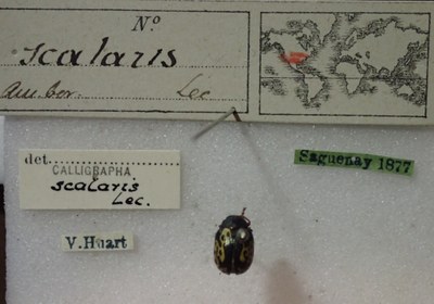BE-RBINS-ENT Calligrapha_437 Calligrapha (Calligrapha) scalaris Label.jpg BE-RBINS-ENT Calligrapha_437 Calligrapha (Calligrapha) scalaris Label.jpg