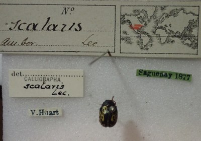 BE-RBINS-ENT Calligrapha_437 Calligrapha (Calligrapha) scalaris Label.jpg