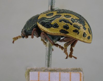 BE-RBINS-ENT Calligrapha_437 Calligrapha (Calligrapha) scalaris Lateral.jpg BE-RBINS-ENT Calligrapha_437 Calligrapha (Calligrapha) scalaris Lateral.jpg