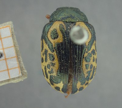 BE-RBINS-ENT Calligrapha_438 Calligrapha (Calligrapha) scalaris Dorsal.jpg BE-RBINS-ENT Calligrapha_438 Calligrapha (Calligrapha) scalaris Dorsal.jpg