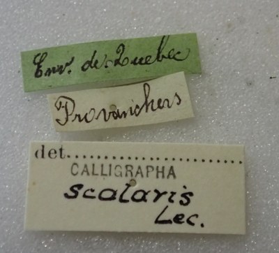 BE-RBINS-ENT Calligrapha_438 Calligrapha (Calligrapha) scalaris Label.jpg BE-RBINS-ENT Calligrapha_438 Calligrapha (Calligrapha) scalaris Label.jpg