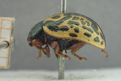 BE-RBINS-ENT Calligrapha_438 Calligrapha (Calligrapha) scalaris Lateral.jpg BE-RBINS-ENT Calligrapha_438 Calligrapha (Calligrapha) scalaris Lateral.jpg