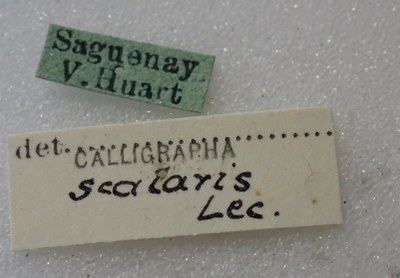 BE-RBINS-ENT Calligrapha_440 Calligrapha (Calligrapha) scalaris Label.jpg BE-RBINS-ENT Calligrapha_440 Calligrapha (Calligrapha) scalaris Label.jpg