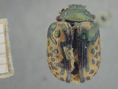 BE-RBINS-ENT Calligrapha_441 Calligrapha (Calligrapha) scalaris Dorsal.jpg BE-RBINS-ENT Calligrapha_441 Calligrapha (Calligrapha) scalaris Dorsal.jpg