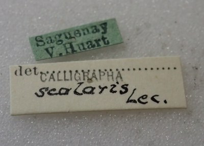BE-RBINS-ENT Calligrapha_441 Calligrapha (Calligrapha) scalaris Label.jpg BE-RBINS-ENT Calligrapha_441 Calligrapha (Calligrapha) scalaris Label.jpg