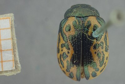 BE-RBINS-ENT Calligrapha_442 Calligrapha (Calligrapha) scalaris Dorsal.jpg BE-RBINS-ENT Calligrapha_442 Calligrapha (Calligrapha) scalaris Dorsal.jpg