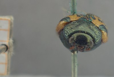 BE-RBINS-ENT Calligrapha_442 Calligrapha (Calligrapha) scalaris Frontal.jpg BE-RBINS-ENT Calligrapha_442 Calligrapha (Calligrapha) scalaris Frontal.jpg