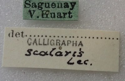 BE-RBINS-ENT Calligrapha_442 Calligrapha (Calligrapha) scalaris Label.jpg BE-RBINS-ENT Calligrapha_442 Calligrapha (Calligrapha) scalaris Label.jpg