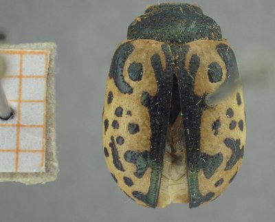 BE-RBINS-ENT Calligrapha_444 Calligrapha (Calligrapha) scalaris Dorsal.jpg BE-RBINS-ENT Calligrapha_444 Calligrapha (Calligrapha) scalaris Dorsal.jpg
