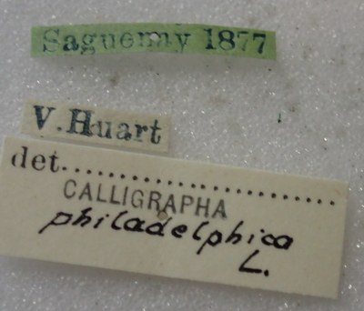 BE-RBINS-ENT Calligrapha_446 Calligrapha (Calligrapha) scalaris Label.jpg